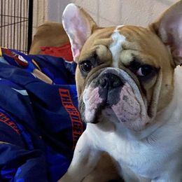 Butterman - French Bulldog