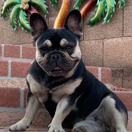 French Bulldog All Grown Up from Az Frenchies