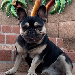 French Bulldog All Grown Up from Az Frenchies