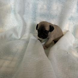 Boy 3 - Fawn male Pug puppy in Brooksville, Florida from Windsorsprings