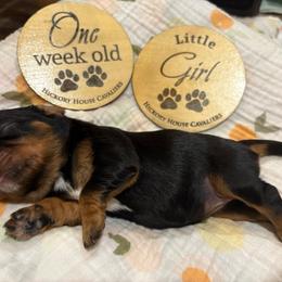 Girl 4 - Ruby female Cavalier King Charles Spaniel puppy in Solon, Iowa from Hickory House Cavaliers