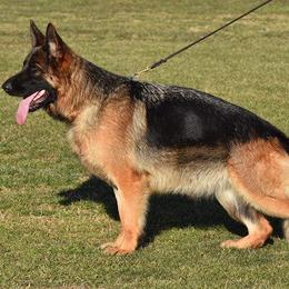 Dona - German Shepherd