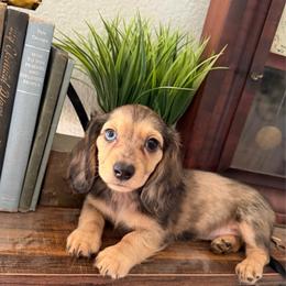 Shaded cream dapple girl - Dapple female Dachshund puppy in Bryan, Ohio from Wysteria Hill Doxies