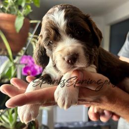 English Springer Spaniel puppies from Sparks Springer Spaniels
