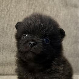 Vixen - Black female Pomeranian puppy in Orange Grove, Texas from Davis Poms