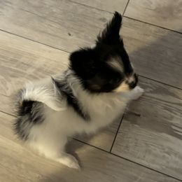 Papillon Puppies from Heavenly-papillons