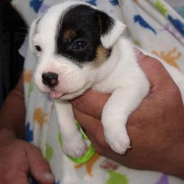 Green collar - Tri-colored female Parson Russell Terrier puppy in Branford, Florida from Loyalville