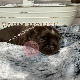 Shih Tzu Puppies from Shurbeez Shih Tzu