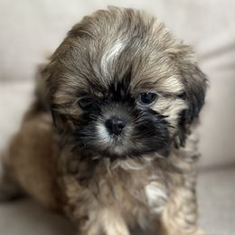 Shih Tzu Puppies from Molly B's ShihTzus