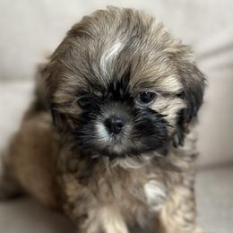 Shih Tzu Puppies from Molly B's ShihTzus