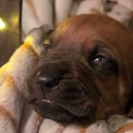 Boy 6 - Rd whtn blk nose Rhodesian Ridgeback puppy in Cary, Illinois from Blyde River Rhodesian Ridgebacks