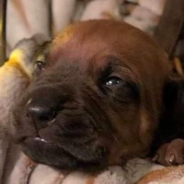 Boy 6 - Rd whtn blk nose Rhodesian Ridgeback puppy in Cary, Illinois from Blyde River Rhodesian Ridgebacks