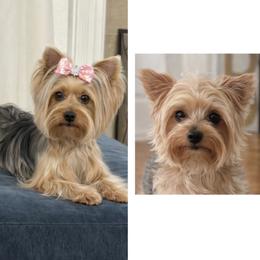 Yorkshire Terrier puppies from Ledet’s Yorkies