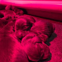 Boy 3 - Liver male Boykin Spaniel puppy in Piedmont, South Carolina from Melissa's Boykins