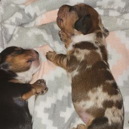Boy 1 - Dachshund puppy in Pocahontas, Arkansas from Brasher-Davis Dachshunds