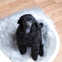 Poodle Puppies from Laminin Poodles