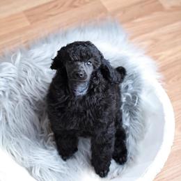 Poodle Puppies from Laminin Poodles