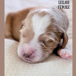 Leilani - Parti female Goldendoodle puppy in Hilton, New York from The House of Goldendoodle