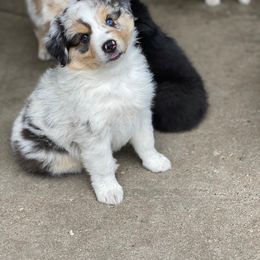 Australian Shepherd Puppies from Pine River Australian Shepherds