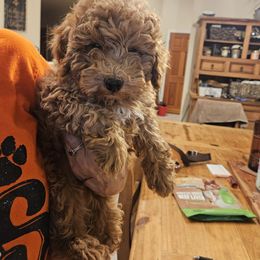 Benny - Red  male Goldendoodle puppy in Tucson, Arizona from Ever After Doodles Arizona