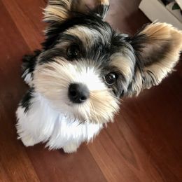 Biewer Terrier and Yorkshire Terrier Puppies from York Town California