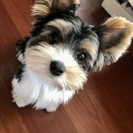 Biewer Terrier and Yorkshire Terrier Puppies from York Town California