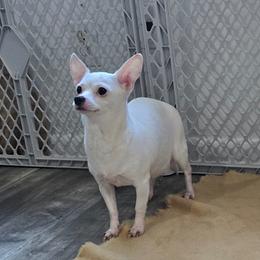 Penny - Chihuahua