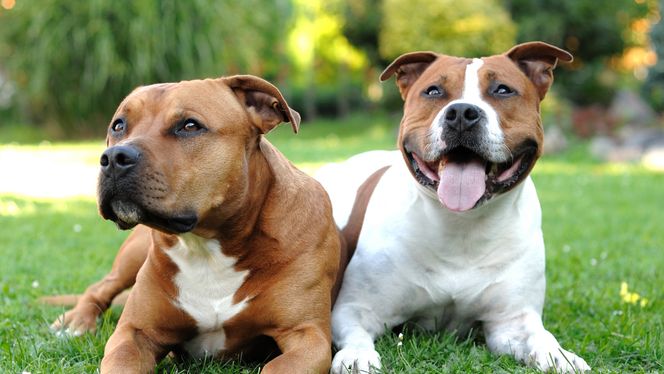 American Staffordshire Terrier 