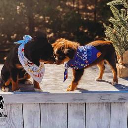 Miniature Australian Shepherd and Toy Australian Shepherd Puppies from Fireside Toy & Mini Aussies