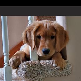 Golden Retriever All Grown Up from BellaRosa Legacy Goldens