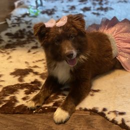 Miniature Australian Shepherd Puppies from Circle D Miniature Australian Shepherds