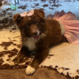 Miniature Australian Shepherd Puppies from Circle D Miniature Australian Shepherds