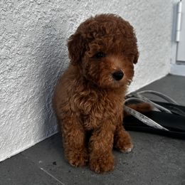 Pixie Dust - Red  female Poodle puppy in Cape Coral, Florida from Katherine’s Yorkies and Poodles