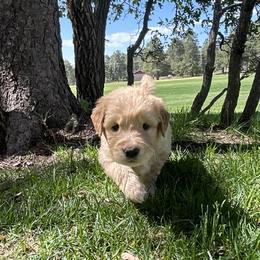 Strudel - Golden female Golden Retriever puppy in Peyton, Colorado from Jana Belanger