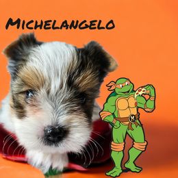 Yorkshire Terrier Puppies from Lady A's Yorkies