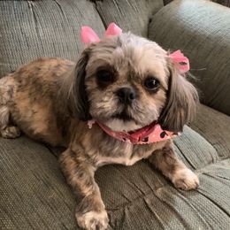 Sasha - Shih Tzu