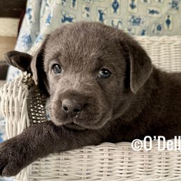 Coal - Charcoal male Dilute Retriever puppy in Sullivan, Missouri from O’Dell Labs