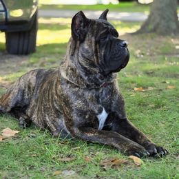 Sienna - Cane Corso
