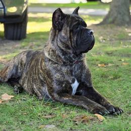 Sienna - Cane Corso