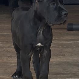 Miracle City Yellow - Black female Cane Corso puppy in Conroe, Texas from Miracle City