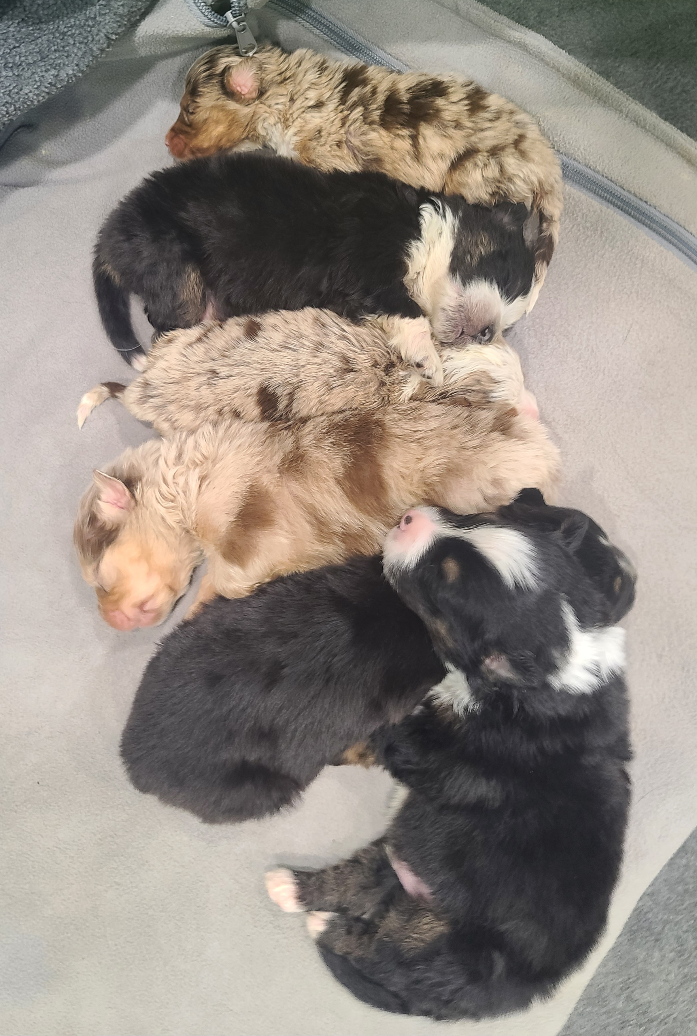 Australian Shepherd Puppies from Whitfarm Aussies