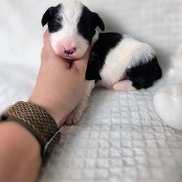 Sebastian - Gray and white male Sheepadoodle puppy in Cornelia, Georgia from Yates Family Farm
