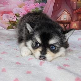 Windy - 2500 - Breeder hold - Black and white female Pomsky puppy in Spring Hill, Florida from www.PuppyTimeEmporium.com