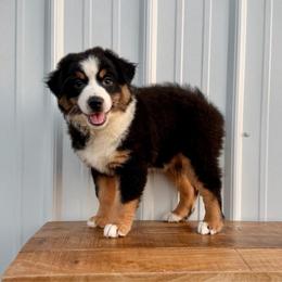 Callie - Black tri female Miniature American Shepherd puppy in Clinton, Missouri from Mockingbirds American Minis