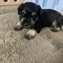 Miniature Schnauzer Puppies from Miniature Schnauzer Paradise llc