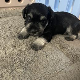 Miniature Schnauzer Puppies from Miniature Schnauzer Paradise llc