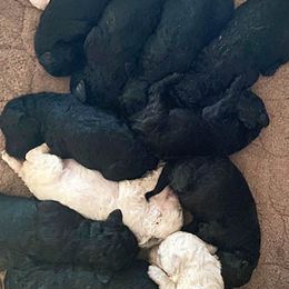 Poodles from Harwood Poodles