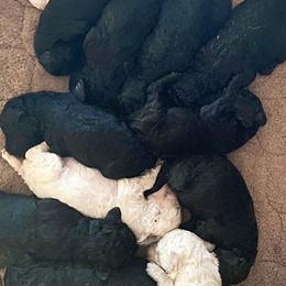 Poodles from Harwood Poodles