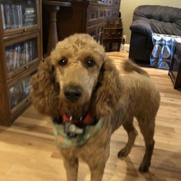 Lally - Poodle