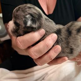 Dior AKC - Blue merle female Chihuahua puppy in Seneca, Missouri from Stephanie’s Puppy Colony